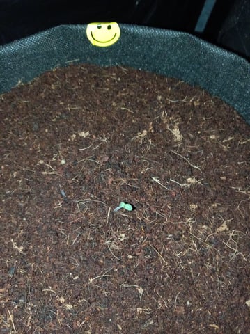 Random  — seedling_rooting, day 8