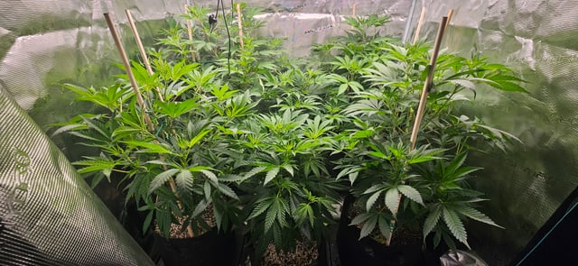 4X4 Grow — seedling_rooting, day 59