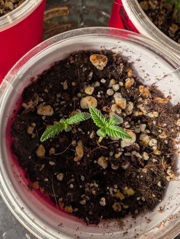 outdoor — seedling_rooting, day 12