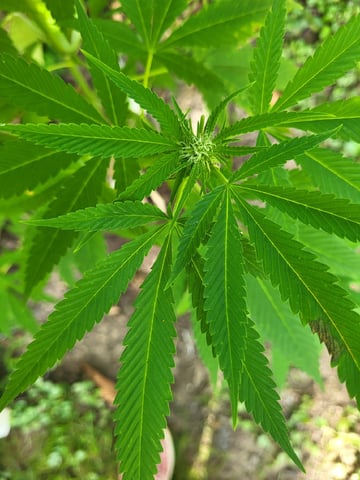 Bread — flower, day 34
