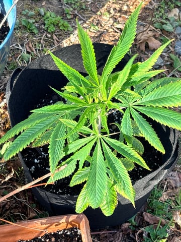 mixing it up — vegetative, day 32