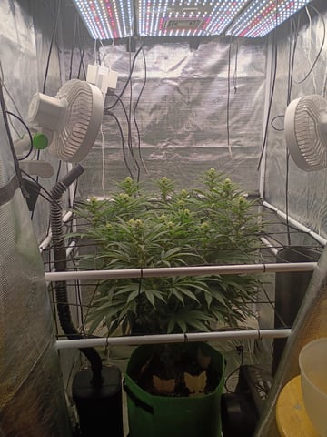 FastBuds Photo-Lemon Mandarin  — flower, day 104