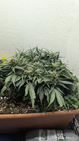 Summer Grow  — flower, day 65