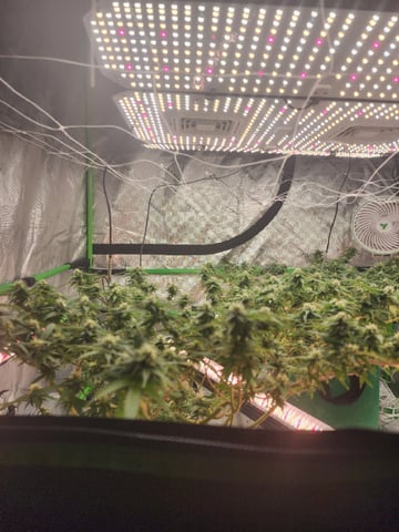 HE1E we GROW  — flower, day 173