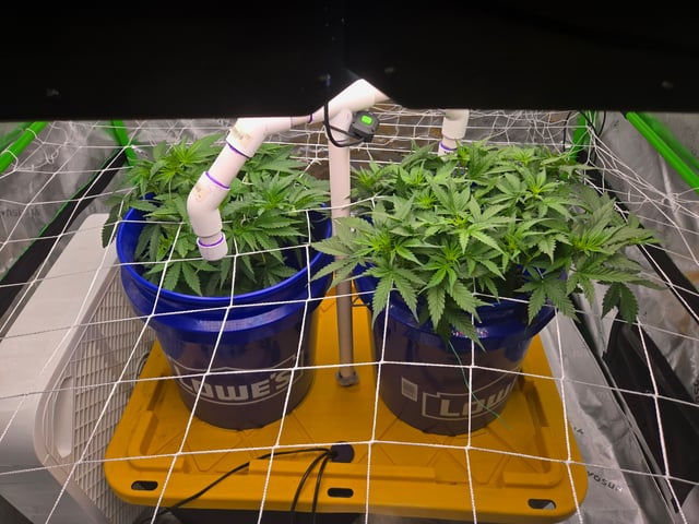Fastbuds Autoflower Run — vegetative, day 38
