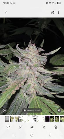 first grow — harvest, day 4