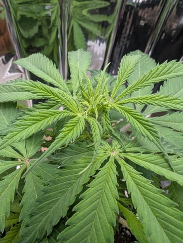 Zkittlez (Auto) — vegetative, day 41