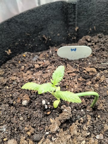OG KUSH — seedling_rooting, day 12
