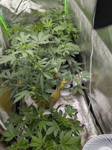 Early Girl — flower, day 33
