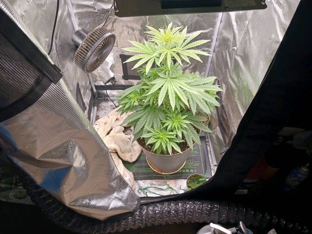 4th grow  — flower, day 160