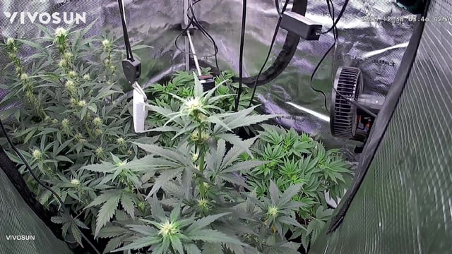 Auto Flower — flower, day 31