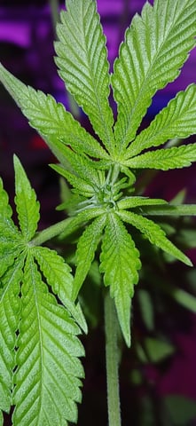 triangle kush  — flower, day 52