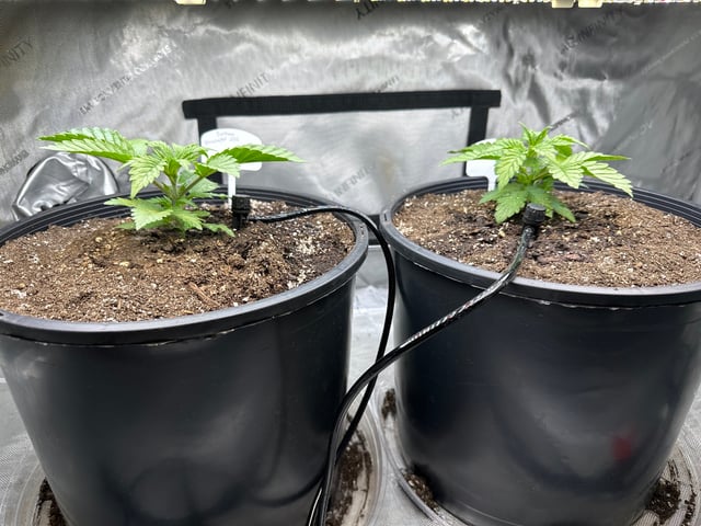 White Russian — vegetative, day 17
