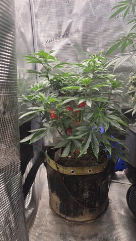 Purple Nasty By Ethos Seeds — flower, day 54