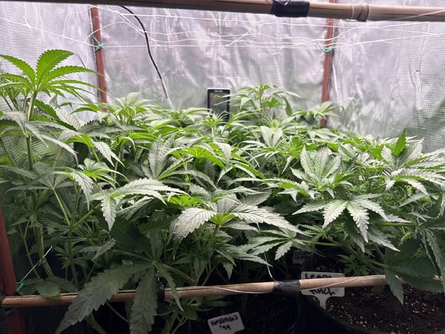 first grow in new 2x2 — flower, day 64