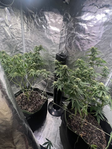 New LADIEZZ — flower, day 99