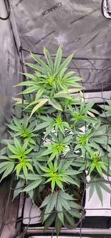 First clones (Dr nefario)  — flower, day 30