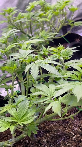 1st Ever Grow (GodFather OG) (Coco) — vegetative, day 60