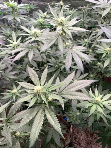 Papaya Frosting  — flower, day 81