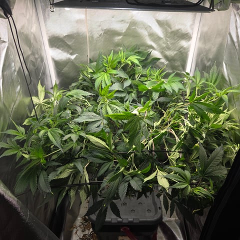 Fast Flowering Photo — flower, day 115