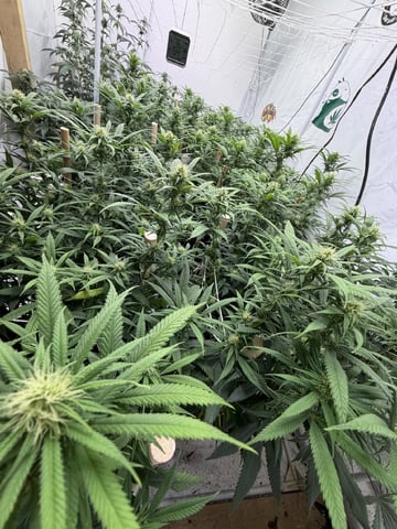 Indoor Grow  — flower, day 165