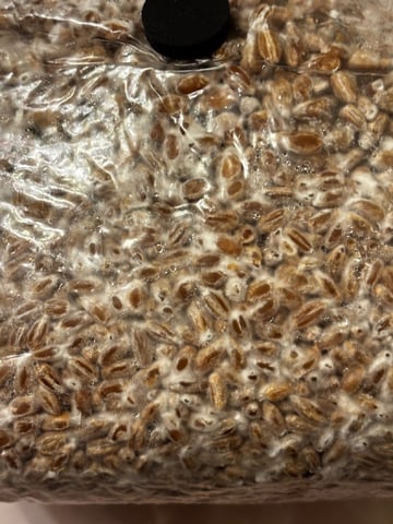 second 🍄‍🟫 grow — vegetative, day 23