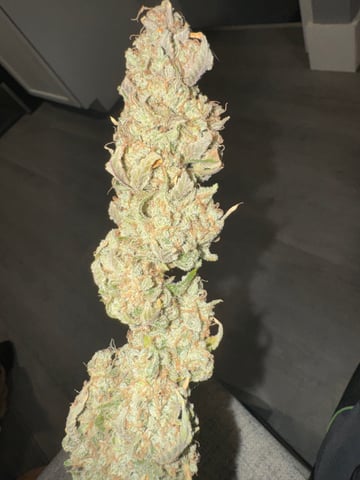 white runtz auto flower