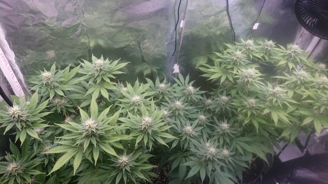 Closet grow  — flower, day 57
