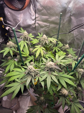Looking for advice! — flower, day 80