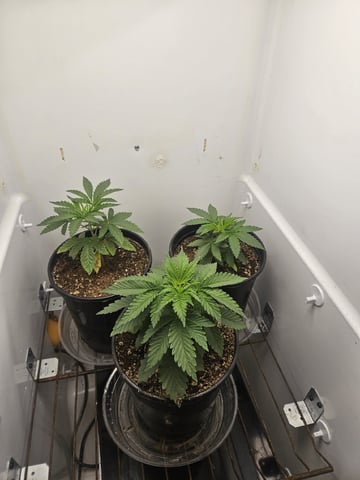 "NO CHEMA CUH" — vegetative, day 27