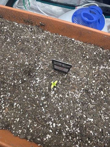 OG White Widow — seedling_rooting, day 32