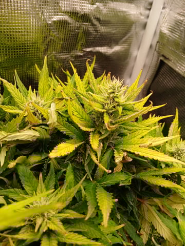 Auto Mystery 4  — flower, day 22