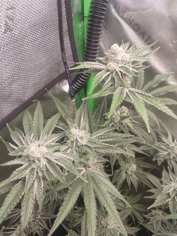 Mainely Genetics Micro Pheno Hunt — flower, day 76