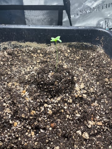 ripleys og — seedling_rooting, day 9