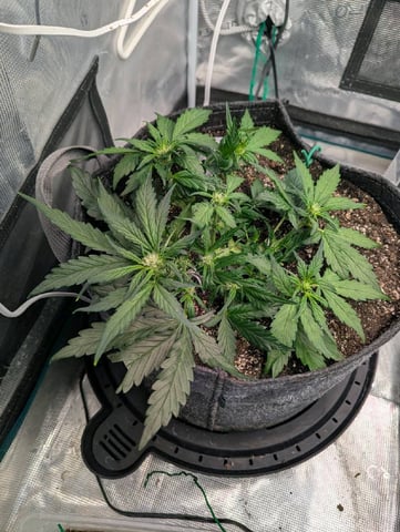 2025 EOY Grow — flower, day 36