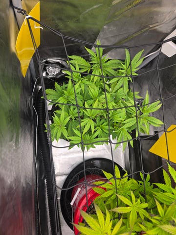 First Grow — vegetative, day 26