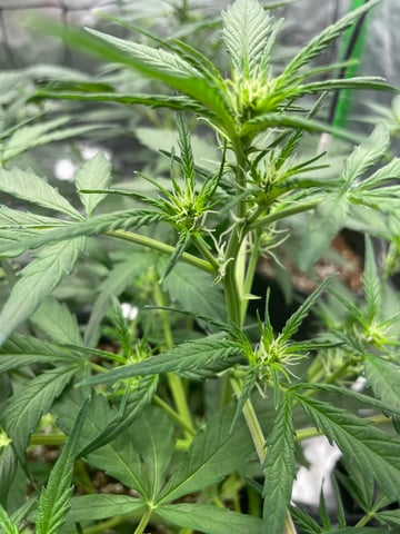 Royal Dwarf — vegetative, day 32