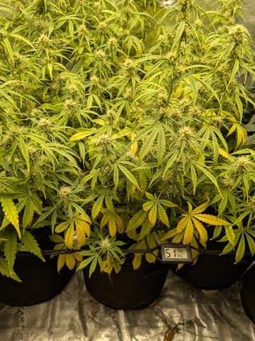 first grow — flower, day 48