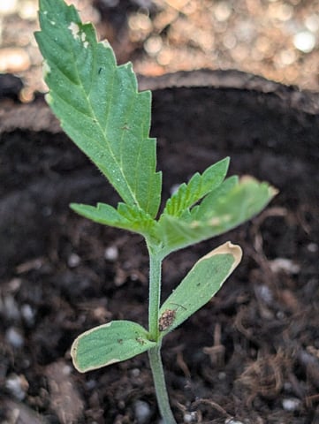 Galicane Fem — vegetative, day 16