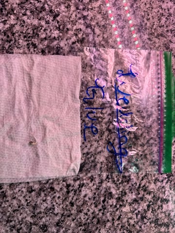 Lemon Pie & Wedding Glue (Autos) — germination, day 3