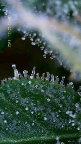 1st Auto Grow (LSD + BrB) - 1st indoor Grow — flower, day 69