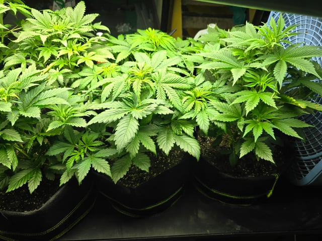 2nd Autoflower Indoor Grow — vegetative, day 34