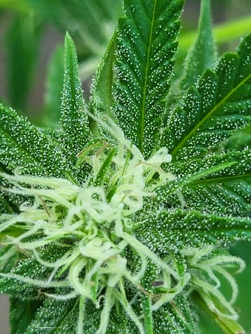 Bread — flower, day 38