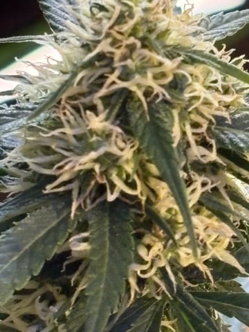 Grimm Glue by Brothers Grimm Genetics  — flower, day 82