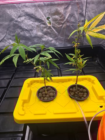 Platnium Jelly — vegetative, day 1