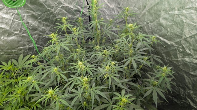 Strawberry Cheesecake Seedsman Seeds Autoflowers x2 — flower, day 46