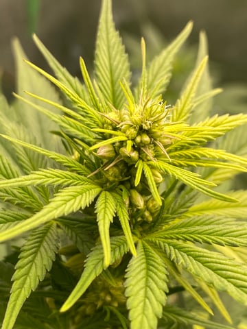 The White X Run Away Bride #3 — flower, day 58