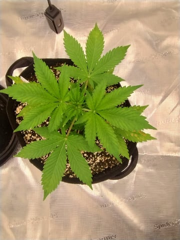 Round 2🥊 — vegetative, day 29