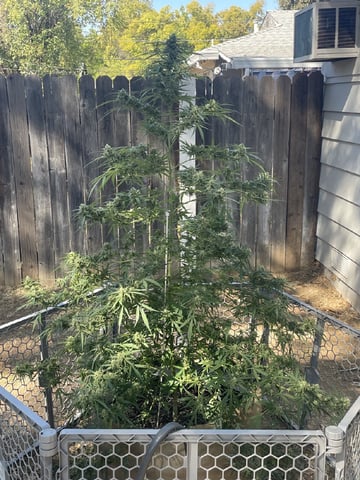  Apollo outdoor — flower, day 68