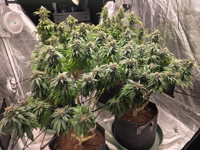 outdoor start/indoor 2025 — flower, day 194